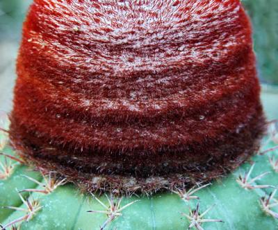 Red top cactus