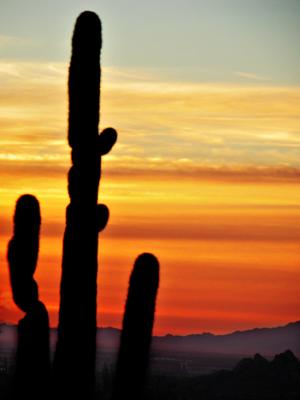Cactus at dawn