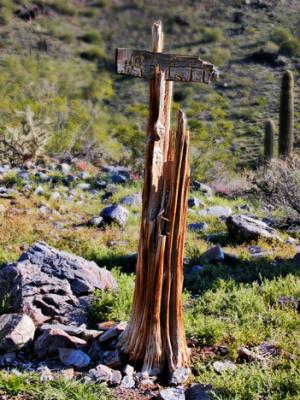 Signpost saguaro