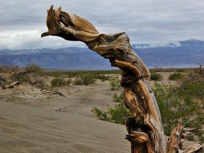 Tree on the dunes