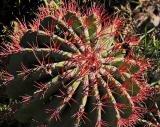 Red barrel cactus