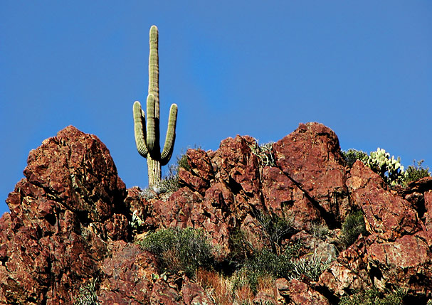 Lone cactus