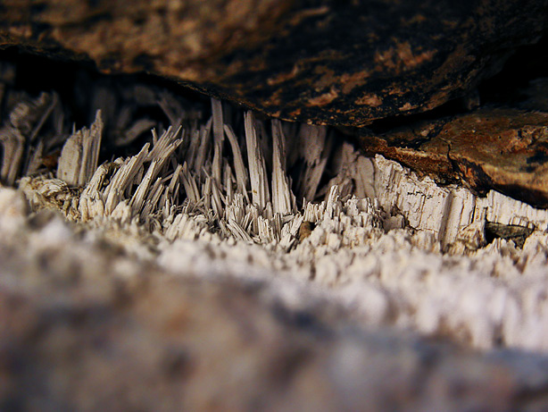 Micro salt crystals (a macro photograph)