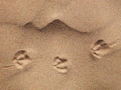 footprints.jpg