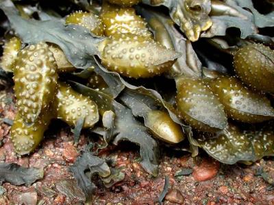 seaweed2.jpg