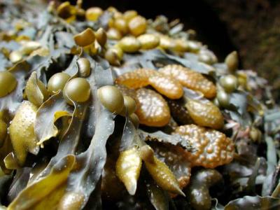 seaweed.jpg