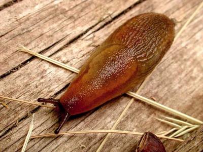 snail.jpg