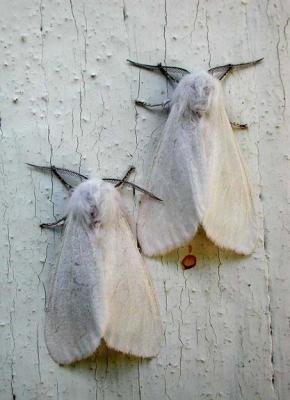 moths2.jpg