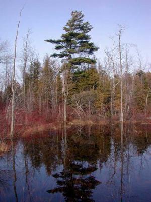 treeReflect6834.jpg