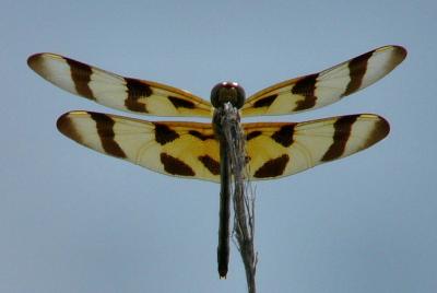 halloween pennant aug 10.jpg