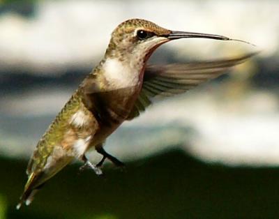 hummingbirds