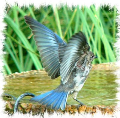 august_bluebirds