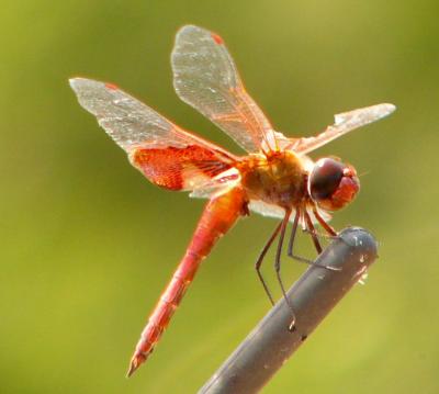 red saddlebags aug 7 020.jpg