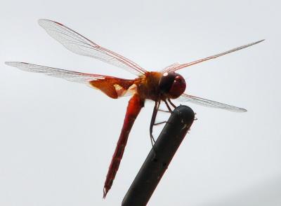 red saddlebags aug 7 022.jpg