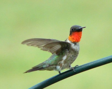 u39/rosah/upload/32439620.rubythroatmaleaug10045.jpg
