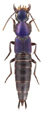 Algon jaechi (Fam. Staphylinidae), Sumatra