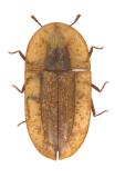 Cossyphus (Fam. Tenebrionidae), Myanmar