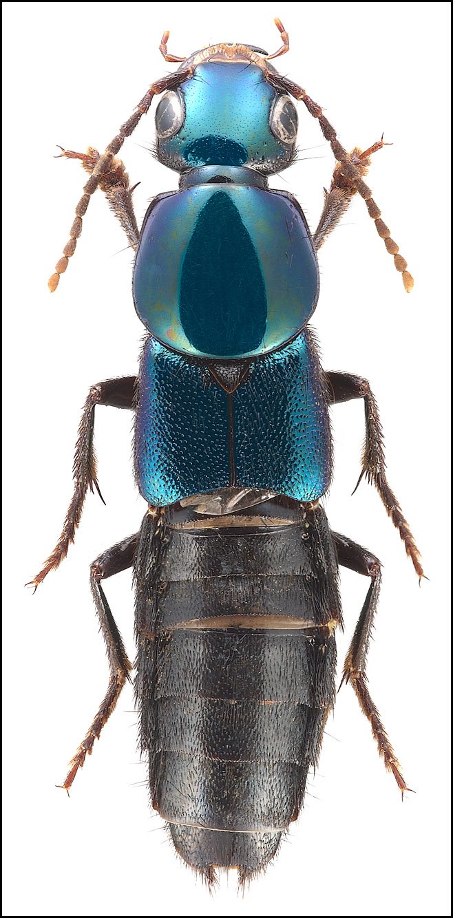 Algon bramlettorum (Fam. Staphylinidae), Thailand