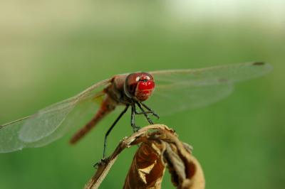 Libyan Dragonfly - Red