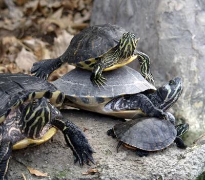 stack of turtles