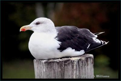 Great Black-Backed Gull.JPG