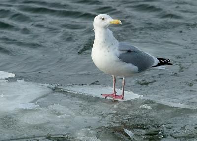 Herring Gull on Ice