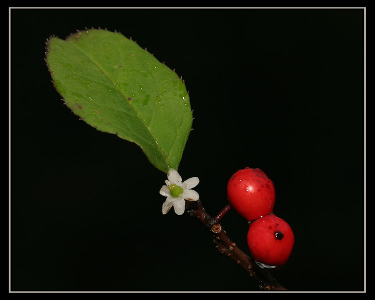 aIMG_1101.jpg