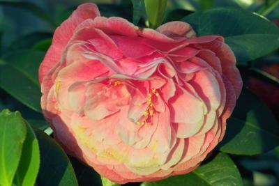 IMG01306.tif camellia