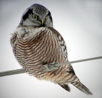 MN Owls - digiscoped & edited