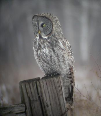 MN Owls - digiscoped & edited