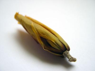 specimen 10