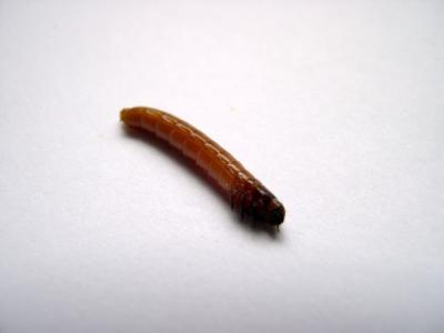 specimen 9