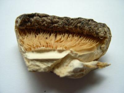specimen 8