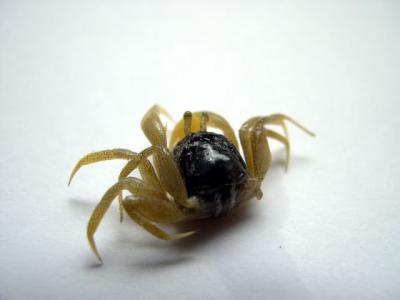 specimen 7