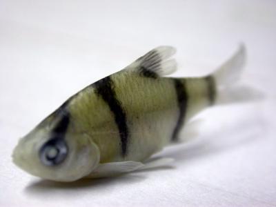 specimen 4