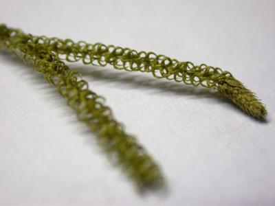 specimen 3
