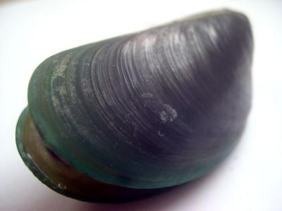 specimen 1