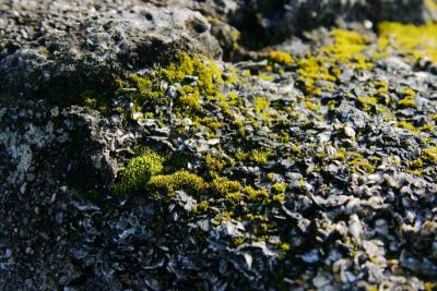 Algea on Rock.jpg