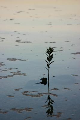 Lonely Sea Sprout.jpg