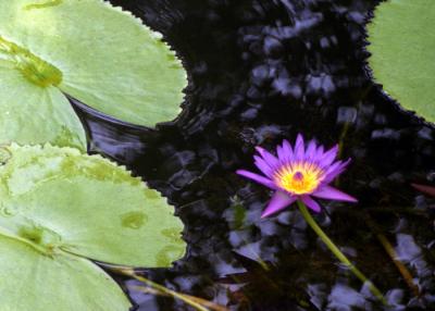 water  lily-1.