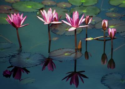 water  lily-2