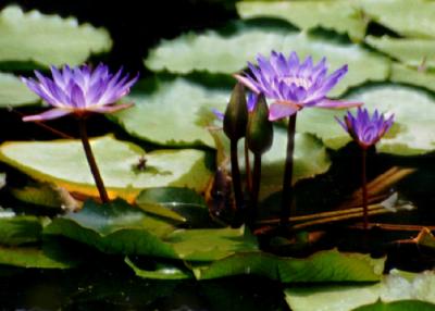water  lily-3