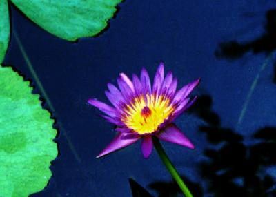 water  lily-4