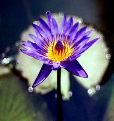 water  lily-5