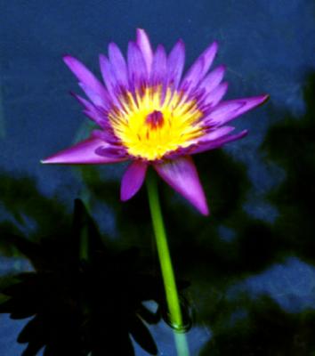 water  lily-8