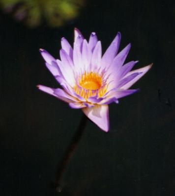 water  lily-9
