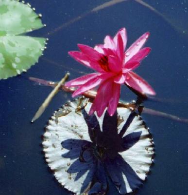 water  lily-92