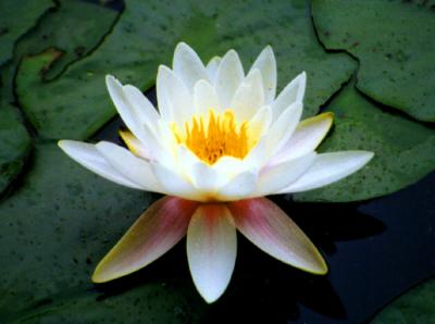 water  lily-93