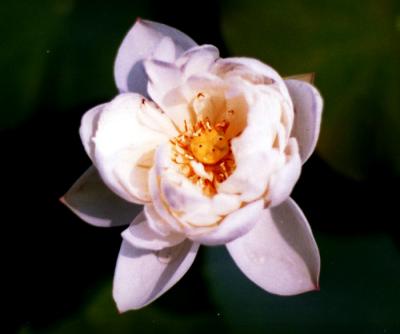 water  lily-95