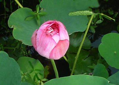 water lotus6
